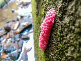 photo of snail eggs in the gutter