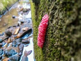 photo of snail eggs in the gutter