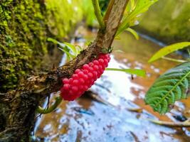 photo of snail eggs in the gutter