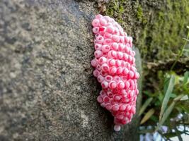 photo of snail eggs in the gutter