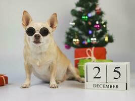 perro chihuahua de pelo corto marrón con gafas de sol sentado sobre fondo blanco con árbol de navidad, cajas de regalo y calendario de madera el 25 de diciembre. foto