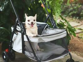 brown short hair chihuahua sitting in pet stroller in the garden. Smiling happily. photo