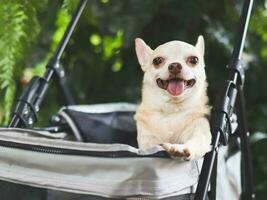 brown short hair chihuahua sitting in pet stroller in the garden. Smiling happily. photo