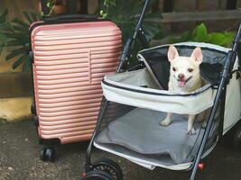 brown short hair chihuahua dog sitting in pet stroller with pink suitcase in the garden. Smiling happily. happy vacation and travelling with pet concept photo