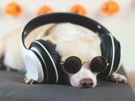 brown short hair chihuahua dog wearing sunglasses and  headphones, lying down on gray cushion with  in a room  with halloween decorations. photo