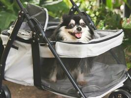 black and white long hair chihuahua dog sitting in pet stroller in the garden. Smiling happily. photo