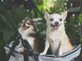 two  chihuahua dogs standing in pet stroller in the garden. Smiling happily. photo