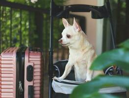 brown short hair chihuahua dog standing in pet stroller with pink suitcase in the garden. Looking away curiously. vacation and travelling with pet concept photo