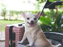 brown short hair chihuahua dog standing in pet stroller with pink suitcase in the garden. Smiling happily. happy vacation and travelling with pet concept photo