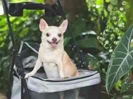 brown short hair chihuahua dog standing in pet stroller in the garden. Smiling happily. photo