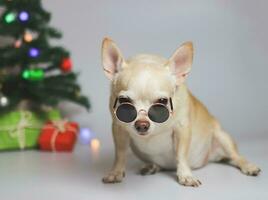 brown short hair chihuahua dog wearing sunglasses sitting on white background with Christmas tree,  gift boxes. photo