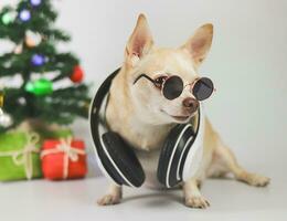 Perro chihuahua de pelo corto marrón con gafas de sol y auriculares alrededor del cuello sentado sobre fondo blanco con árbol de Navidad y caja de regalo roja y verde. foto