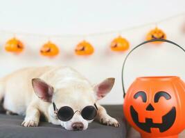 brown short hair chihuahua dog wearing sunglasses  lying down on gray cushion with  halloween pumpkin head bucket in a room  with halloween decorations. photo