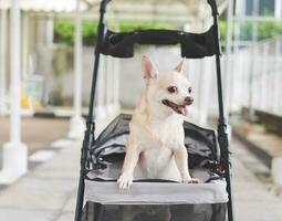 brown short hair chihuahua dog standing in pet stroller on walkway. photo