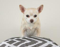 brown short hair Chihuahua dog standing on  grey and white pillow and white background. looking at camera. photo