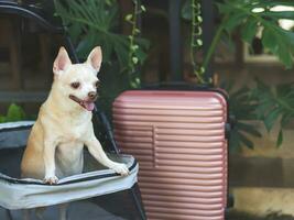 brown short hair chihuahua dog standing in pet stroller with pink suitcase in the garden. Smiling happily. happy vacation and travelling with pet concept photo