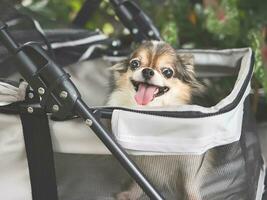 long hair chihuahua dog sitting in pet stroller in the garden. Smiling happily. photo