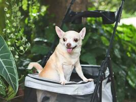 brown short hair chihuahua dog standing in pet stroller in the garden. Smiling happily. photo