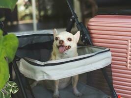 brown short hair chihuahua dog sitting in pet stroller with pink suitcase in the garden. Smiling happily. happy vacation and travelling with pet concept photo