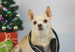 Perro chihuahua de pelo corto marrón con auriculares alrededor del cuello sentado sobre fondo blanco con árbol de Navidad y caja de regalo roja y verde. foto