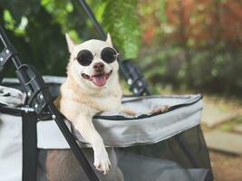 brown short hair chihuahua dog wearing sunglasses,  standing in pet stroller in the garden  with green plant background. Smiling happily. photo