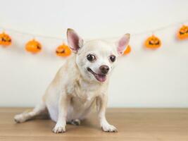 brown short hair chihuahua dog sitting  on wooden floor with halloween pumpkins decoration on white wall background. looking at camera. photo