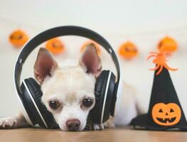 marrón corto pelo chihuahua perro vistiendo auriculares, acostado abajo en de madera piso con Víspera de Todos los Santos bruja sombrero decorado con calabaza cabeza y araña en un habitación con Víspera de Todos los Santos decoraciones foto