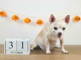 marrón corto pelo chihuahua perro sentado en de madera piso con de madera calendario octubre 31 y Víspera de Todos los Santos calabazas decoración en blanco pared antecedentes. mirando a cámara. foto