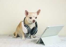 marrón corto pelo chihuahua perro vistiendo auriculares sentado en cama y blanco antecedentes con digital tableta, mirando a tableta pantalla. foto