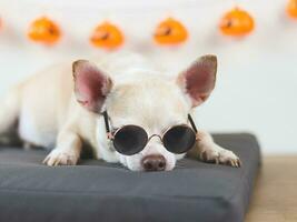 brown short hair chihuahua dog wearing sunglasses  lying down on gray cushion  in a room  with halloween decorations. photo