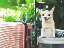 brown short hair chihuahua dog standing in pet stroller with pink suitcase in the garden. Smiling happily. happy vacation and travelling with pet concept photo