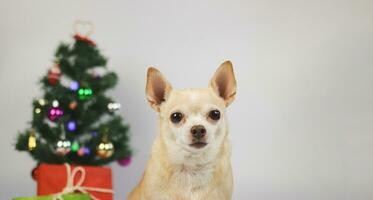 Perro chihuahua de pelo corto marrón sentado sobre fondo blanco con árbol de Navidad y caja de regalo roja y verde. foto