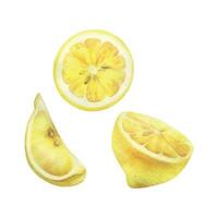 Yellow lemons, cut half, round slice and quarter with seeds. Watercolor, hand drawn botanical illustration. Set of isolated objects on a white background. vector