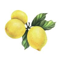 Lemons are yellow, juicy, ripe with green leaves, flower buds on the branches, whole and slices. Watercolor, hand drawn botanical illustration. Isolated object on a white background. vector