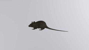 a rat is standing on a white background video