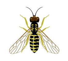 Wasp isolated image on a white background, insect, stings, wasp sting. Vector illustration yellow wasp on white background.