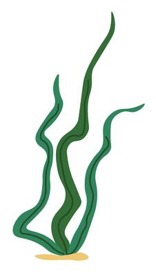 Underwater seaweed, aquatic marine algae plant