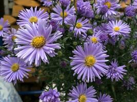 asters beautiful autumn flowers, many flowers, close up photo