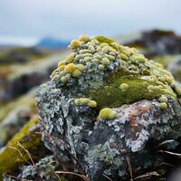 cerca arriba de vistoso líquenes creciente en un rock en el tundra. varios sombras de verde, amarillo, naranja, y rojo, y ellos contraste hermosamente con el gris roca. foto