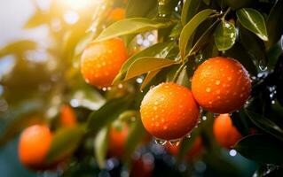 Branch of oranges with rain drops and green leaves on tree. AI Generative photo