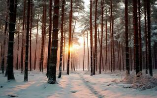 puesta de sol en el bosque durante invierno. ai generativo foto