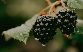 Fresh organic blackberries on a bush. AI Generative photo