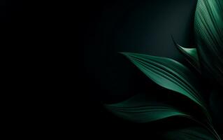 Dark green leafs over black background. Nature floral wallpaper. photo