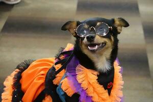 A dogs dressed in a fancy and sunglasses. photo