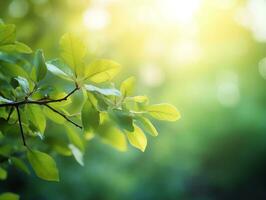 Tree branch with leaves in front of warm sunny light blurred background, spring and summer concept with copy space, AI Generated photo