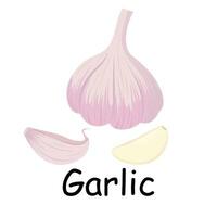 Garlic illustration flat vector. Vegetables flashcard. Element for kitchen, cooking, super market, healthy lifestyle concept vector