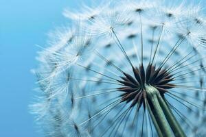 Close up of dandelion on the blue background. Generative AI photo