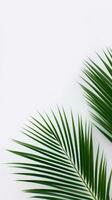 ai generativo palma hojas en un blanco antecedentes foto