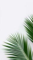 AI Generative palm leaves on a white background photo