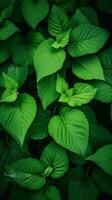 AI Generative green nature leaves photo